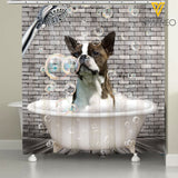 Boston Terrier Dog SUER